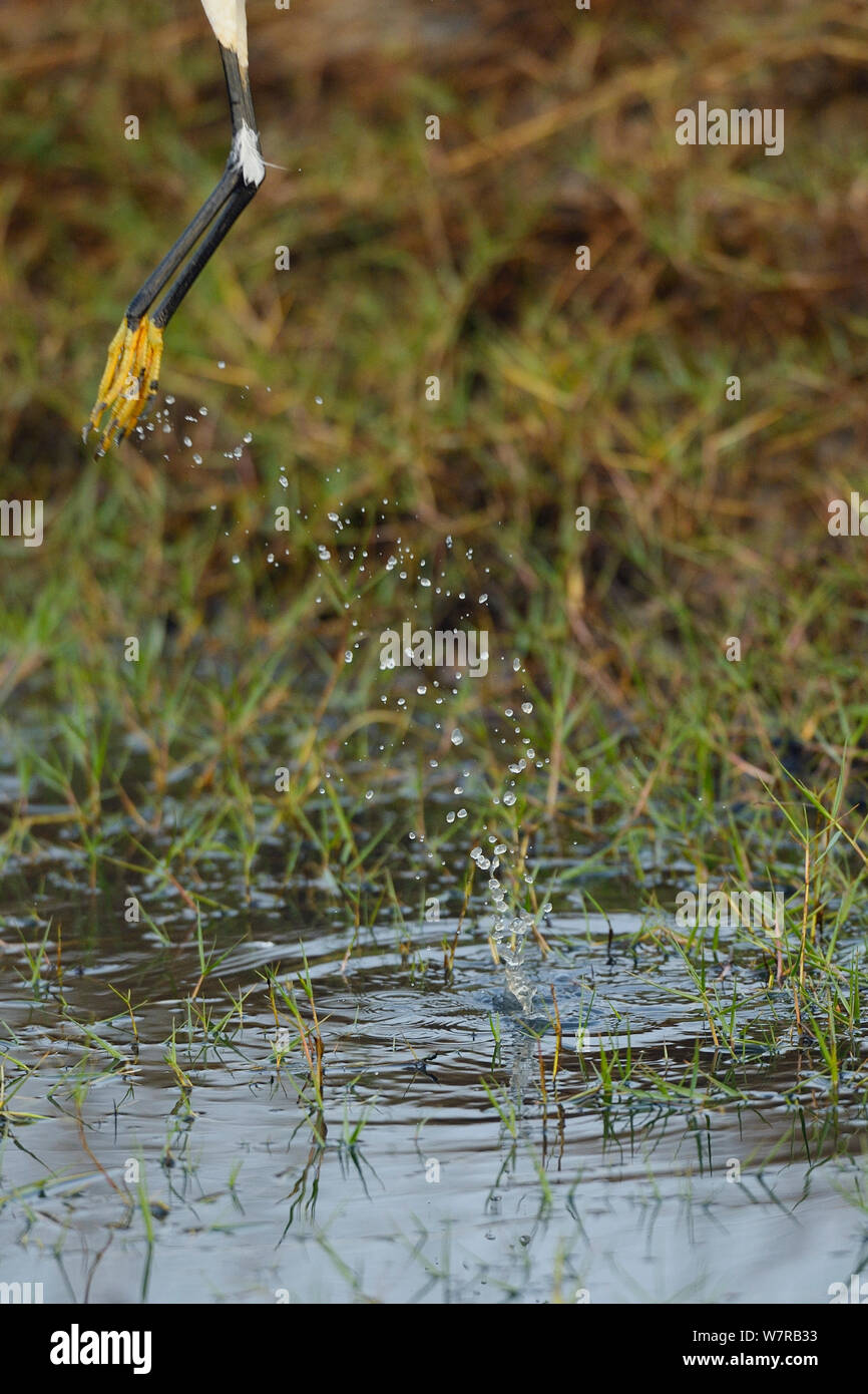 Seidenreiher (Egretta garzetta), Pulicat See, Tamil Nadu, Indien, Januar 2013. Stockfoto