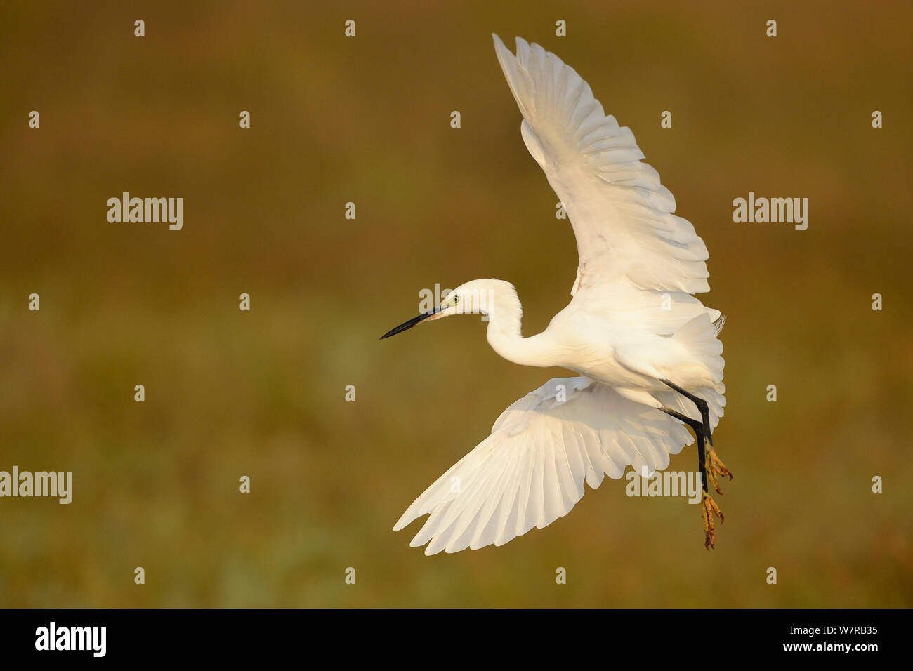 Seidenreiher (Egretta garzetta) im Flug, Pulicat See, Tamil Nadu, Indien, Januar 2013. Stockfoto