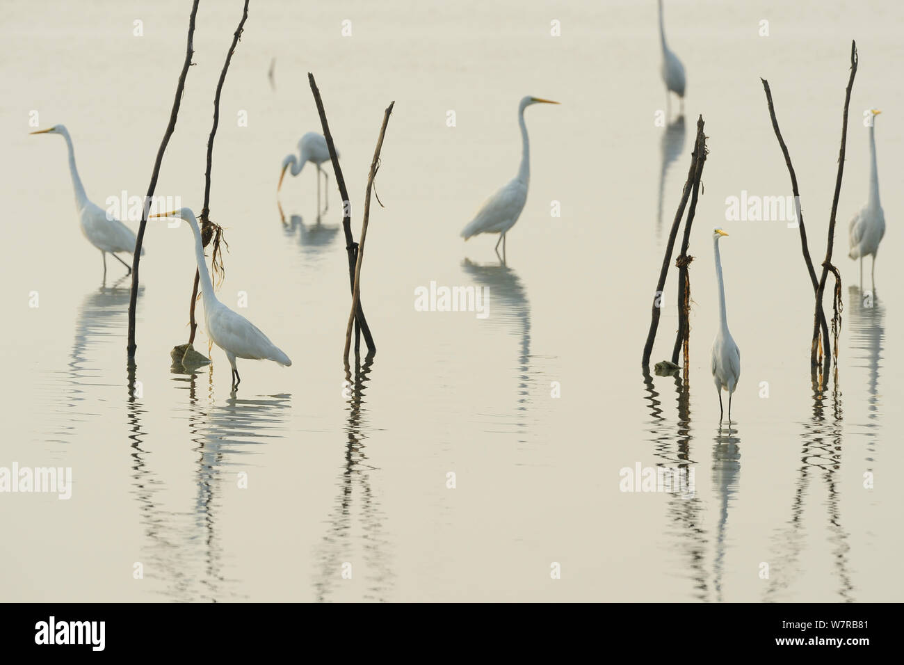 Große Silberreiher (Casmerodius albus) in der Pulicat See, Tamil Nadu, Indien, Januar 2013 wider. Stockfoto