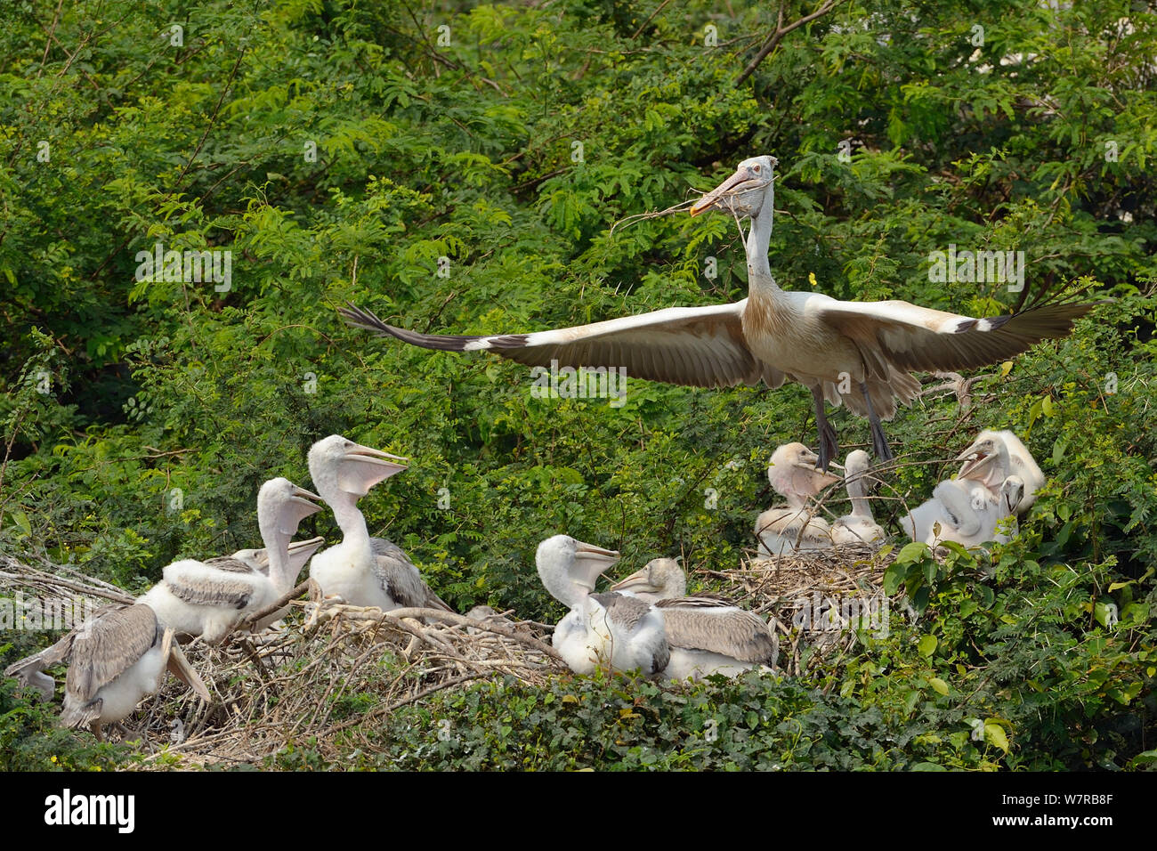 Spot-billed Pelican (Pelecanus Philippinensis) füttern ihre Jungen, Pulicat See, Tamil Nadu, Indien, Januar 2013. Stockfoto
