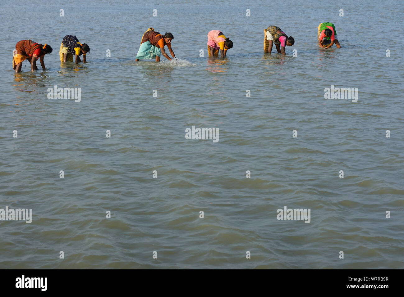Frauen Angeln in der Pulicat See, Tamil Nadu, Indien, Januar 2013. Stockfoto