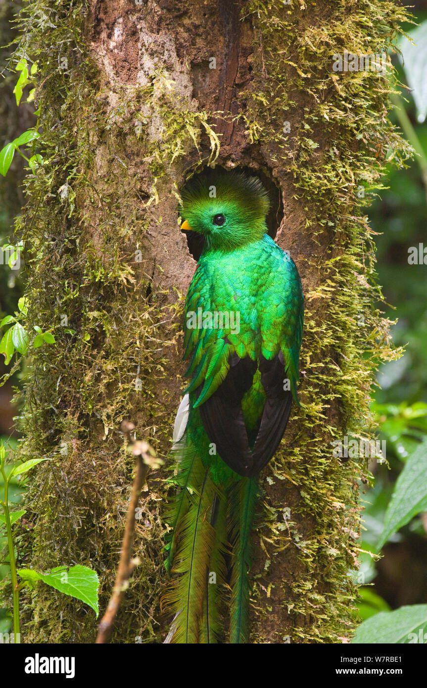 Männliche glänzende Quetzal (Pharomachrus mocinno) an seinem Nest Loch gehockt, El Triunfo Biosphärenreservat Sierra Madre de Chiapas, Mexiko. Stockfoto