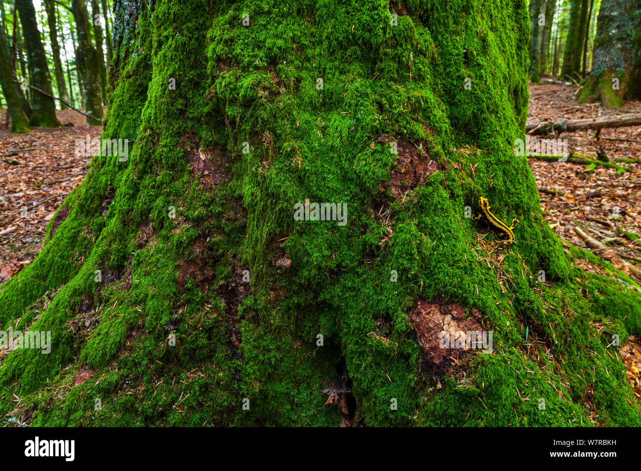 Feuersalamander (Salamandra salamandra) auf bemoosten Baumstamm, Integrale Naturschutzgebiet, Lizardoia, Selva de Irati, Navarra, Spanien, Oktober Stockfoto