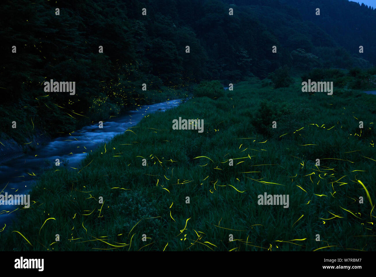 Japanische Glühwürmchen (Luciola cruciata) im Flug bei Nacht, Japan endemische Arten, Hino-River, Nichinan-chou, Tottori, Japan, Juli Stockfoto