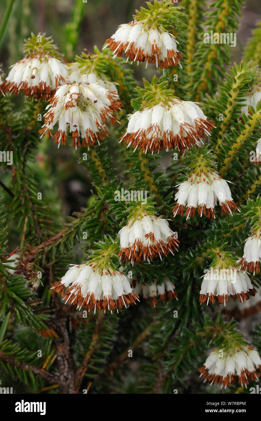 Rüschen Heide (Erica) bruniflora deHoop Nature Reserve, Western Cape, Südafrika. Stockfoto