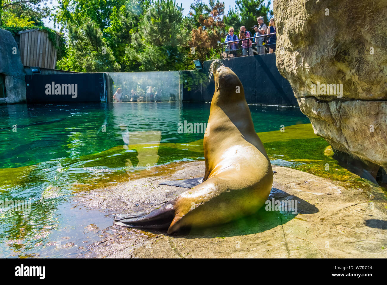 Sea Lion von der Rückseite mit Zoo Besucher beobachten und fotografieren, Tier Blijdorp Zoo, Rotterdam, Niederlande, 22. Juni 2019 Stockfoto