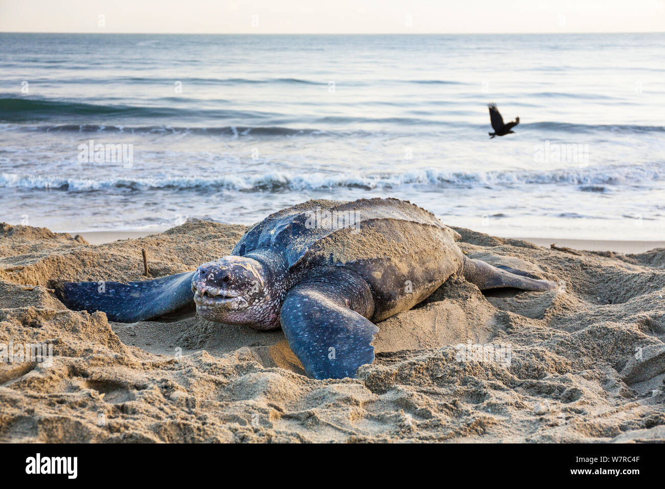 Lederschildkröte (dermochelys Coriacea) Weibliche graben Nest bei Dämmerung, Trinidad, West Indies, Karibik. Kritisch gefährdeten Arten. Stockfoto