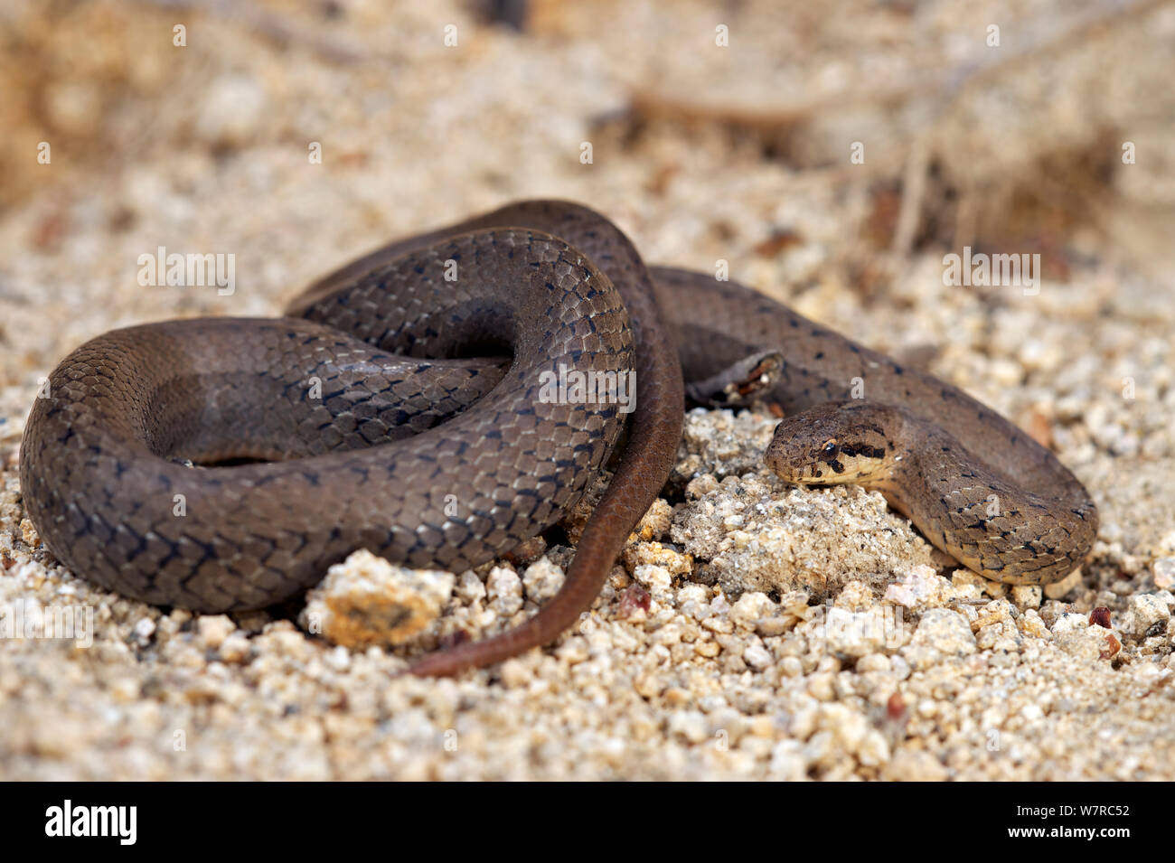 Chilenische schlanke Schlange (Tachymenis sp.) Chile, Dezember Stockfoto