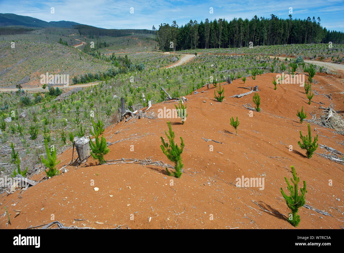 Kiefer- und Eukalyptusplantagen, El Melado mountain range, Chile, Dezember 2012 Stockfoto