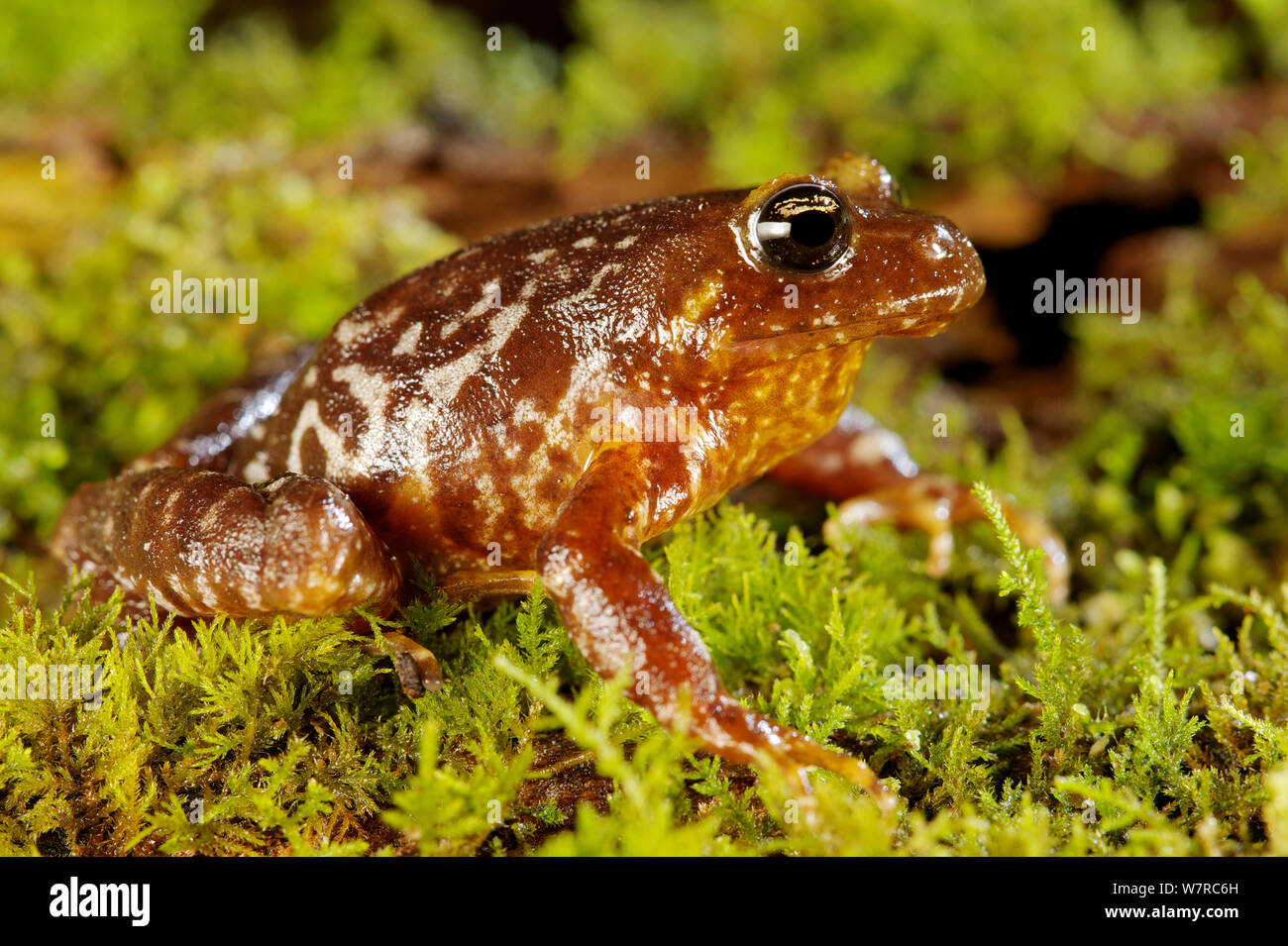 Mokka Insel Boden Frosch (Eupsophus insularis) Mokka Island, Chile, Dezember. Kritisch bedrohte Arten Stockfoto