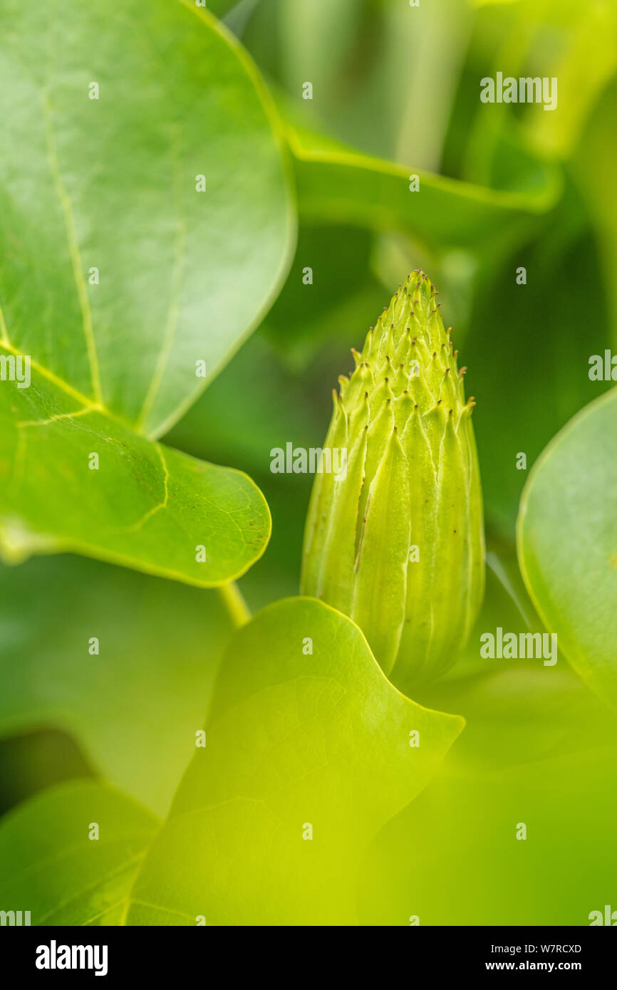 Einzigen grünen Samen, Leiter der Tulpenbaum Liriodendron tulipifera. Auch Tulip Poplar" bezeichnet. Ehemalige Heilpflanze in pflanzliche Heilmittel. Abstrakte botanische Stockfoto