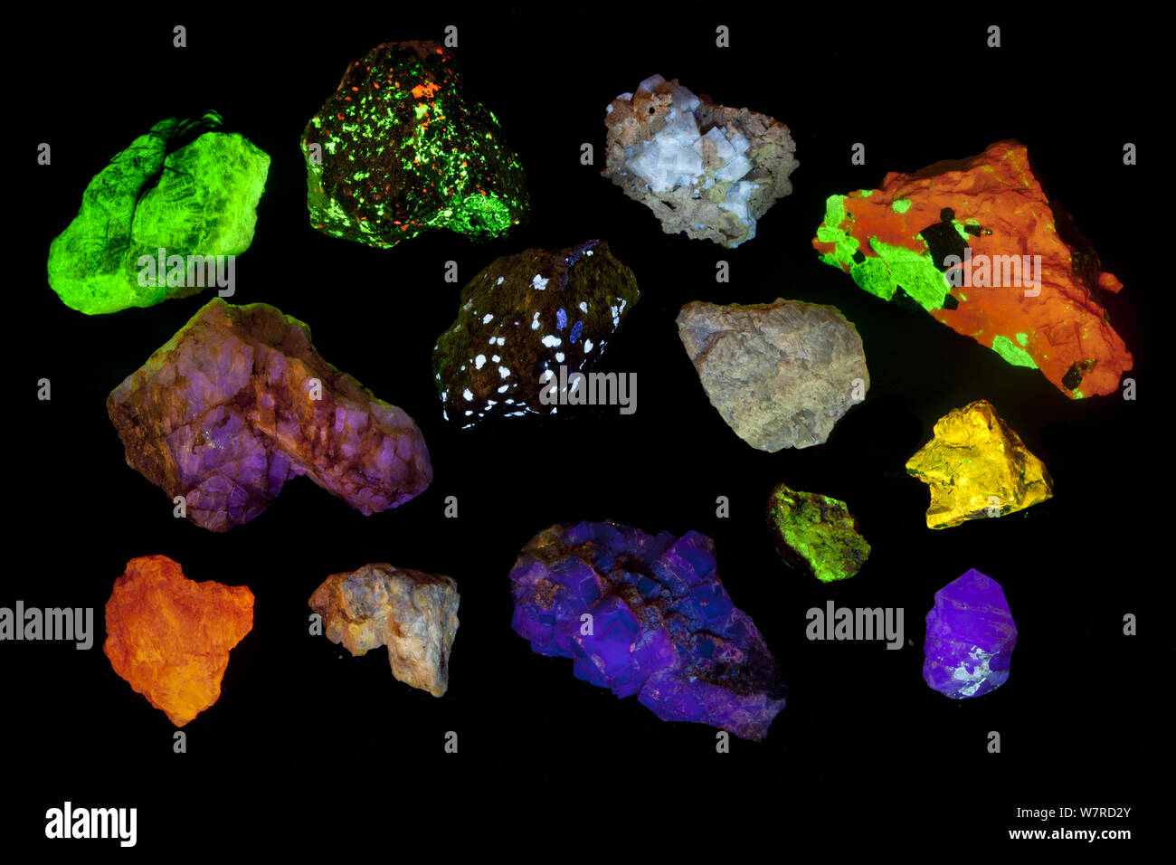 Verschiedene fluoreszierende Mineralien, die unter UV-Licht einschließlich, Willemite, Aragonit, Fluorit und Zirkon. Siehe Bild 1434814 für bestimmte Identifikationen und Land der Herkunft. Stockfoto