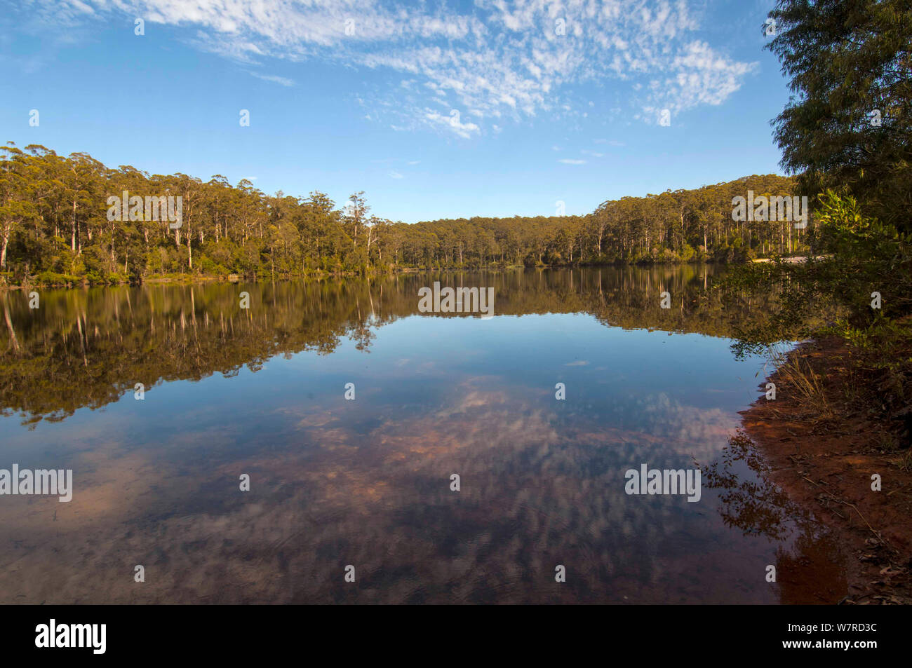 Big Bach Stausee mit Eukalyptus Wald, auf der Pemberton Forest Drive, Pemberton, Western Australien, Dezember Stockfoto