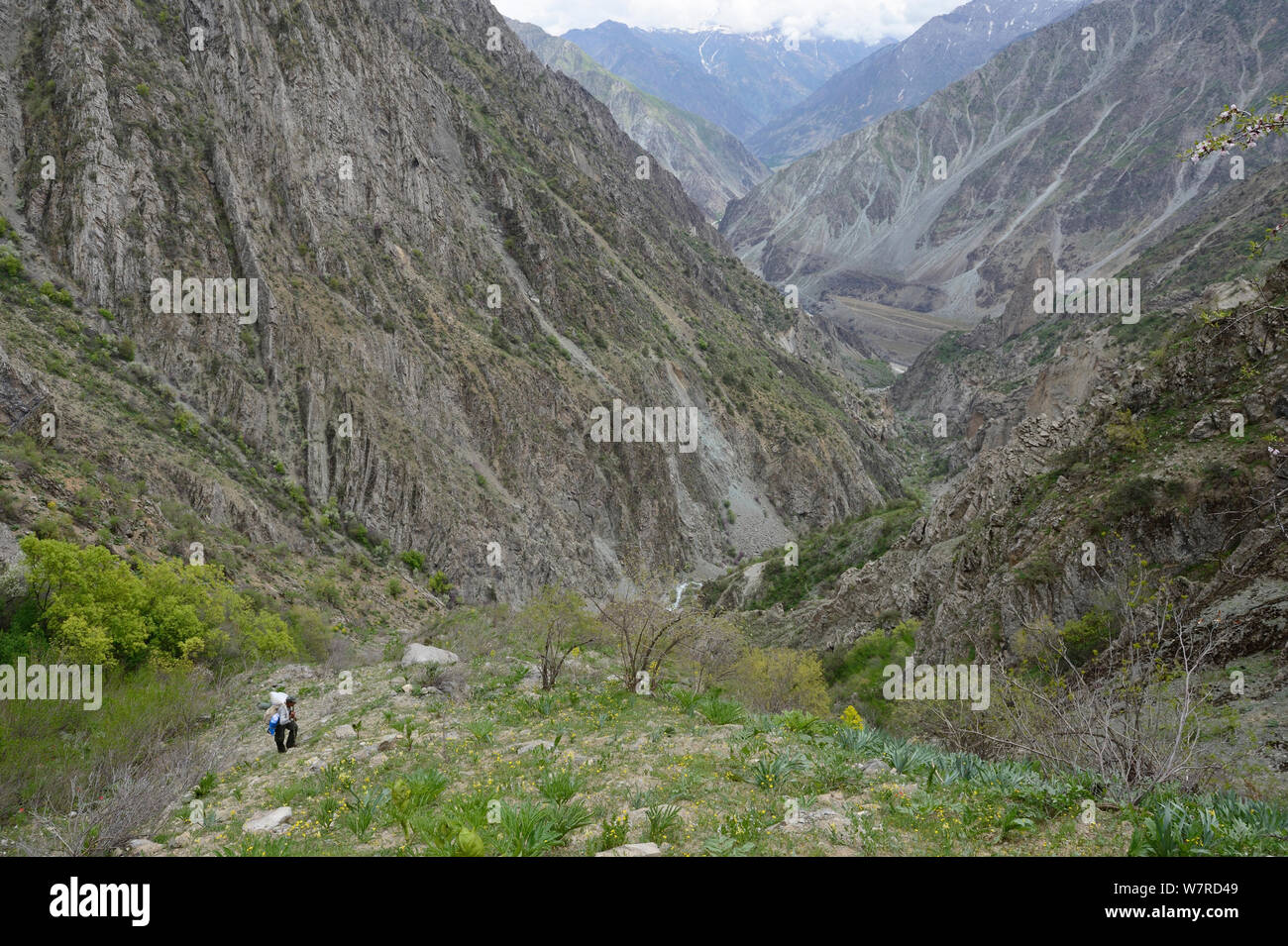Braunbär (Ursus arctos) Lebensraum in der Höhe von 1000-3000 m, mit Führung Tragetaschen, dashti Jum finden, Tadschikistan, April 2012 Stockfoto