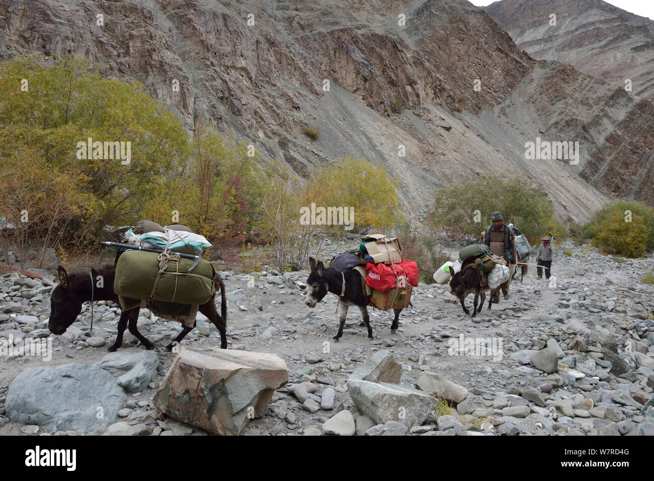 Führungen und Pack ladden Esel mit Ausrüstung klettern zum Basislager. Rumbak Tal, Hemis NP, in der Höhe von 3700 m, Ladakh, Indien, Oktober 2012 Stockfoto