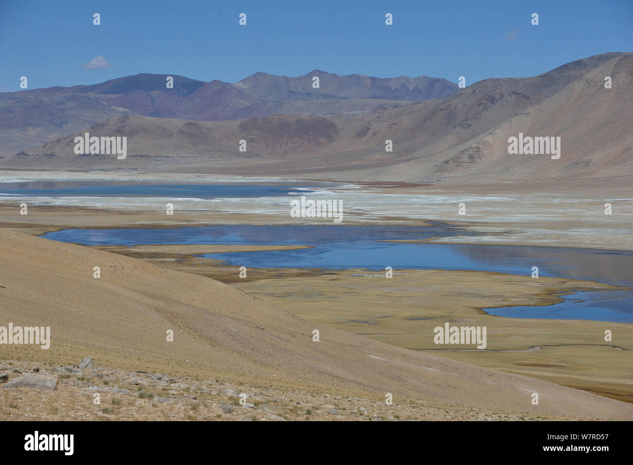 Tibetische Wildesel (Equus Kiang) Lebensraum Tso Kar See, Chang Thang, in der Höhe von 4600 m, Ladakh, Indien, Oktober 2012 Stockfoto