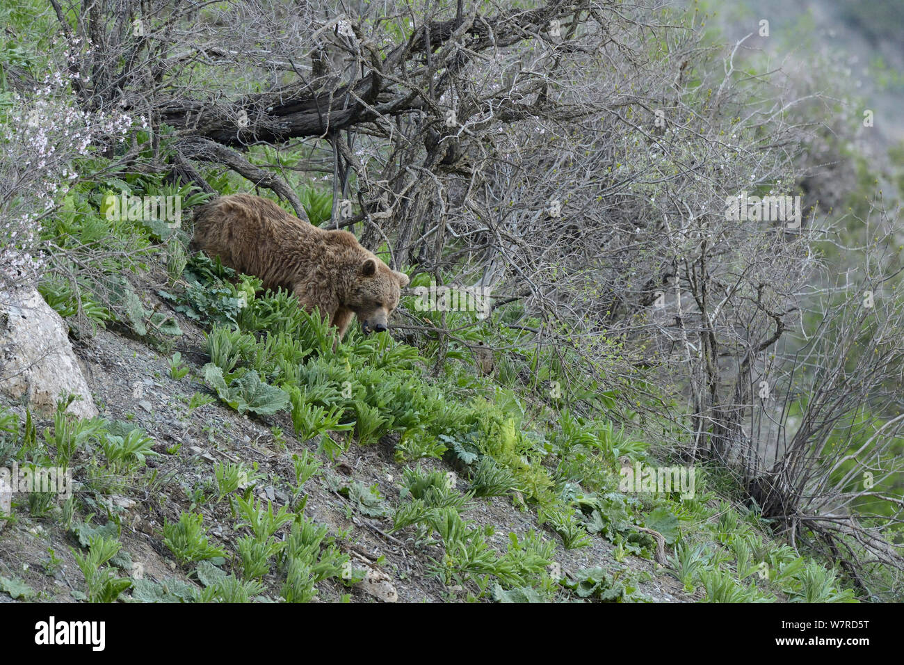 Braunbär (Ursus arctos) auf der Suche nach Nahrung am Abend, in der Höhe von 1800 m, dashti Jum finden, Tadschikistan, April Stockfoto