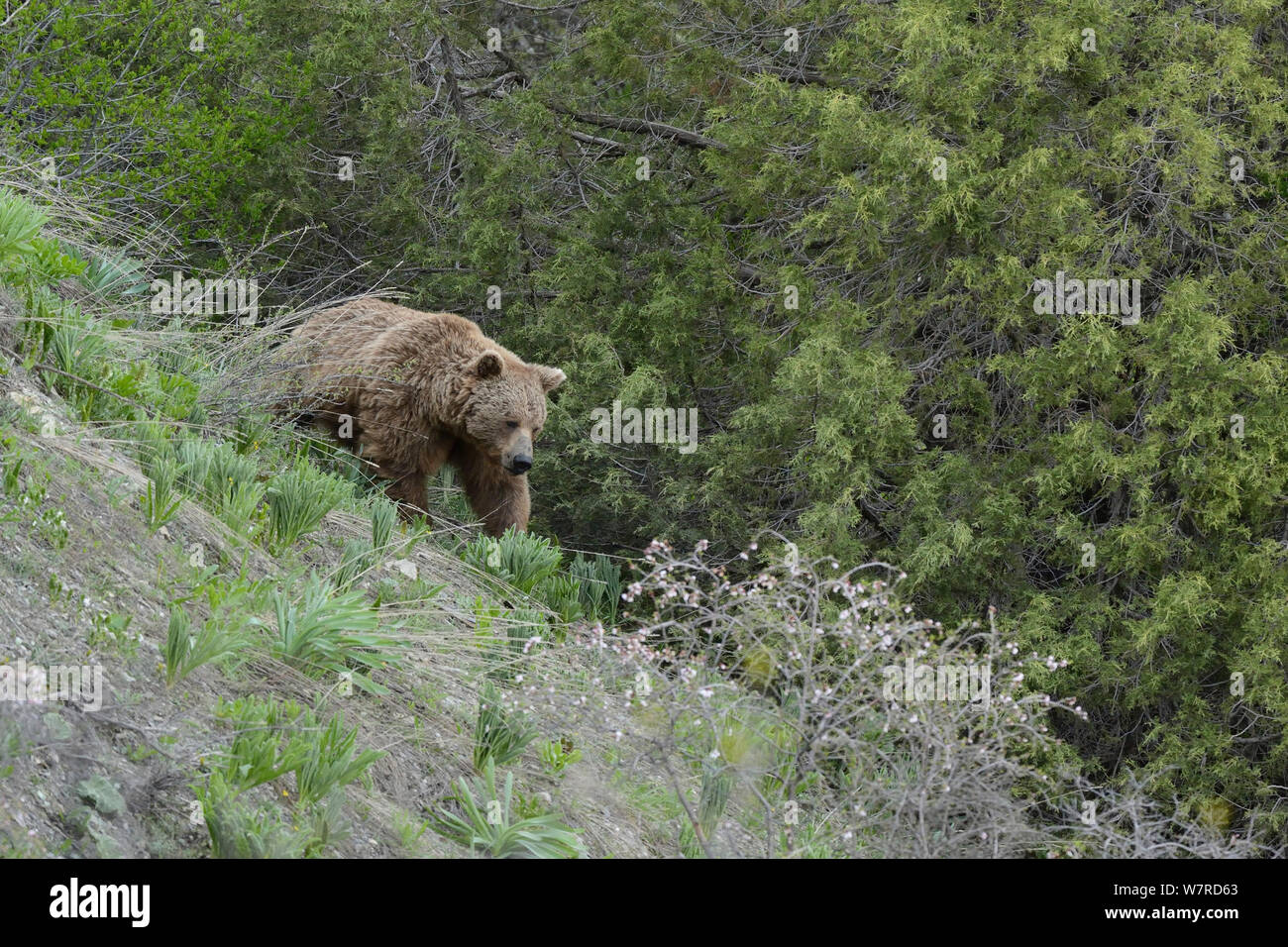 Braunbär (Ursus arctos) auf der Suche nach Essen am Abend, in der Höhe von 1800 m, dashti Jum finden, Tadschikistan, April Stockfoto
