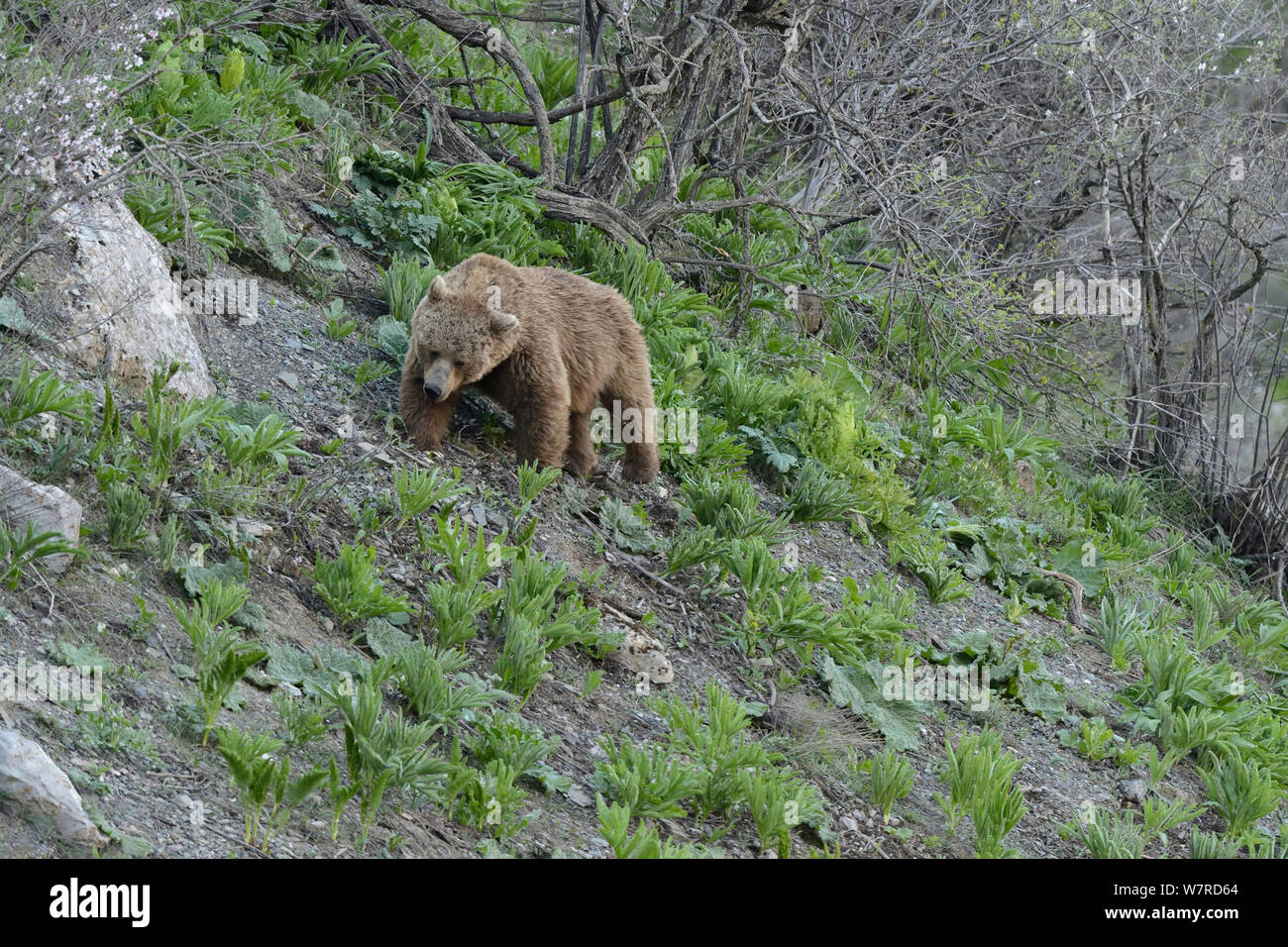 Braunbär (Ursus arctos) auf der Suche nach Essen am Abend, in der Höhe von 1800 m, dashti Jum finden, Tadschikistan, April Stockfoto