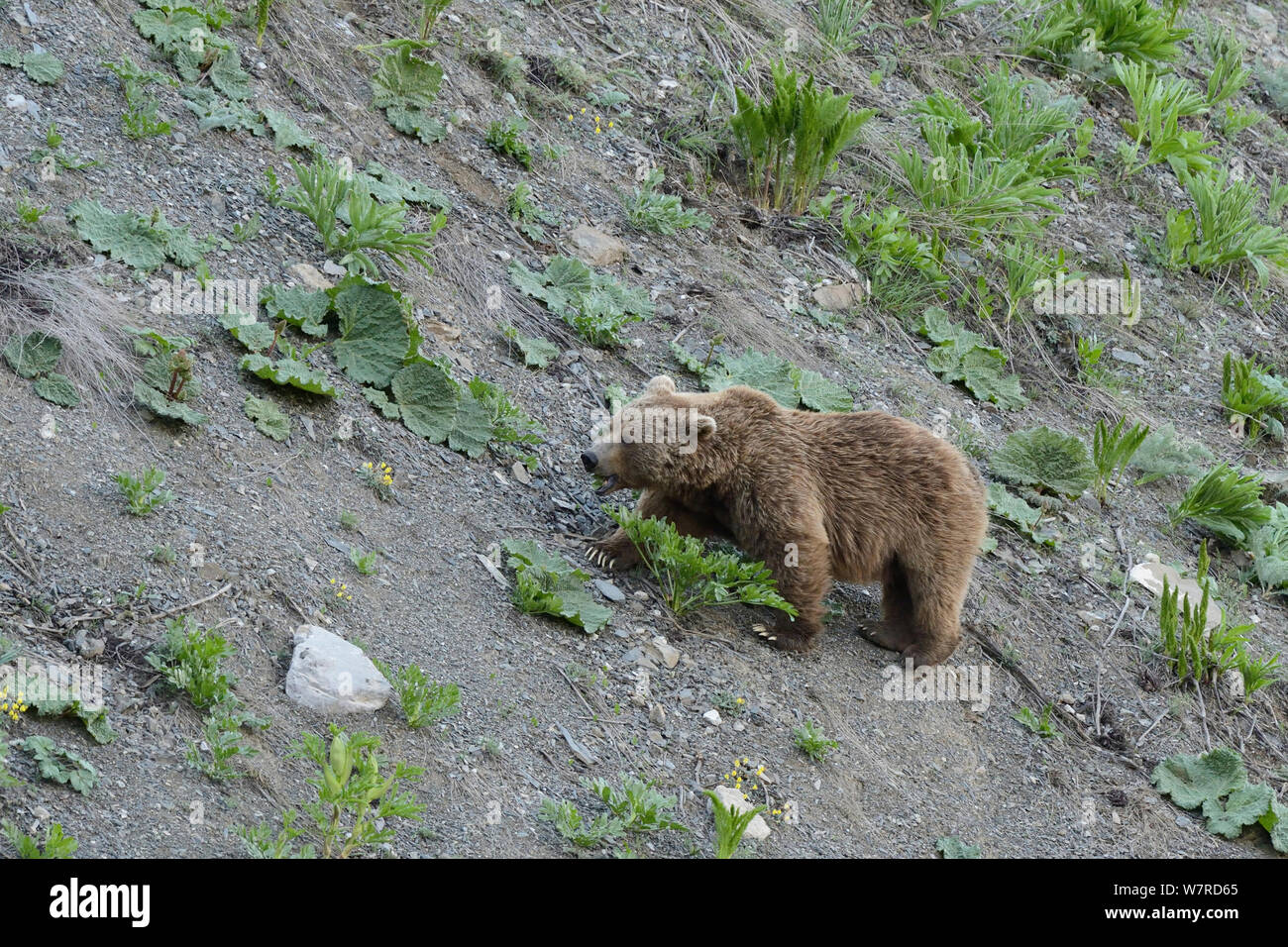 Braunbär (Ursus arctos) auf der Suche nach Essen am Abend, in der Höhe von 1800 m, dashti Jum finden, Tadschikistan, April Stockfoto