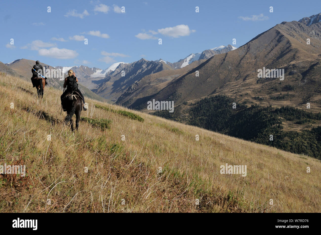 Frau und Führung reiten Pferde durch Altai Wapiti/Maral Hirsch (Cervus canadensis Pumila) Lebensraum entlang des Flusses Naryn, in der Höhe von 2800 m, Naryn NP, Kirgisistan, September 2011 Stockfoto