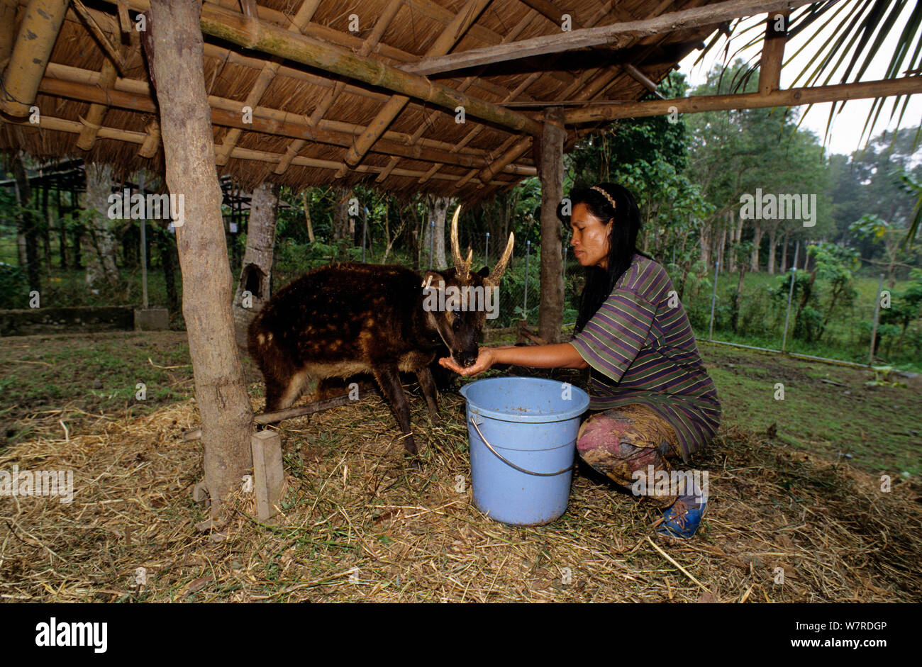 Frau Fütterung ein visayan Rotwild (Rusa/Cervus alfredi) Panay Aufzuchtzentrum beschmutzt, Panay, Philippinen. Stockfoto