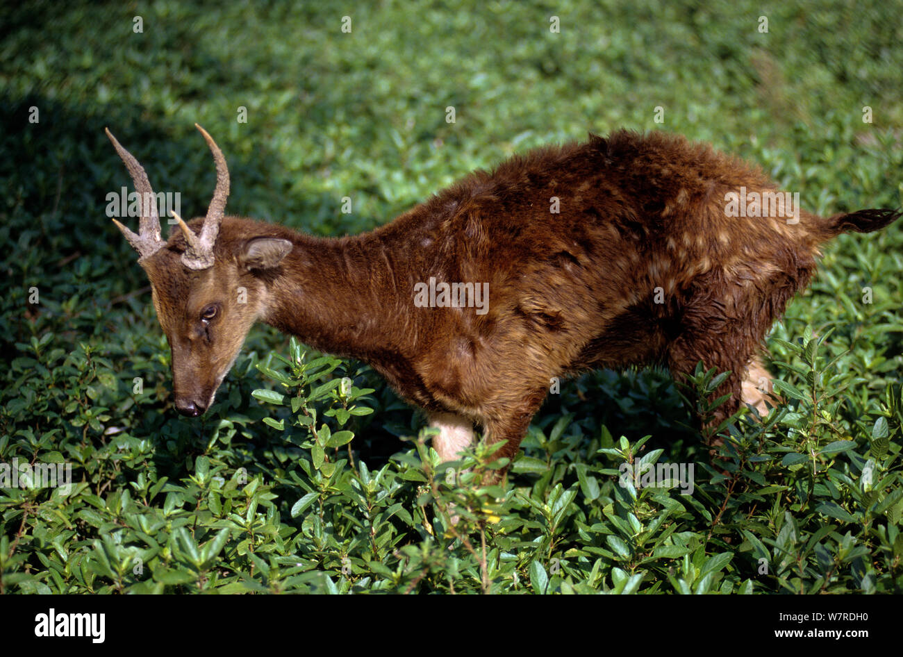 Visayan Spotted Deer (Rusa/Cervus alfredi). Silliman University Zucht Center, Insel Negros. Philippinen. Gefährdet. Stockfoto