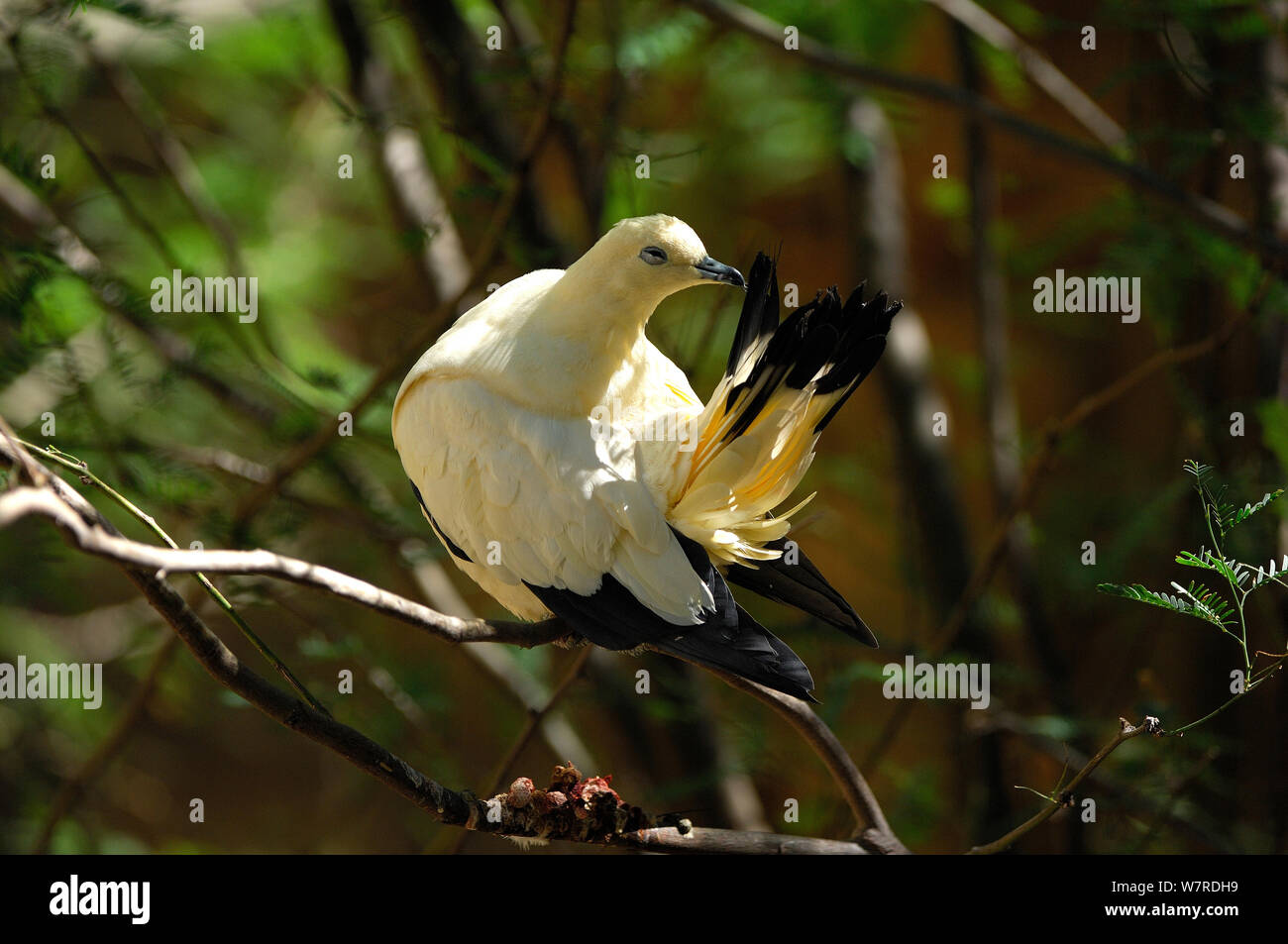 Pied Imperial pigeon/Muskatnuss Taube (Ducula bicolor) putzen, Captive, von Nicobar Inseln bis nach Australien. Stockfoto