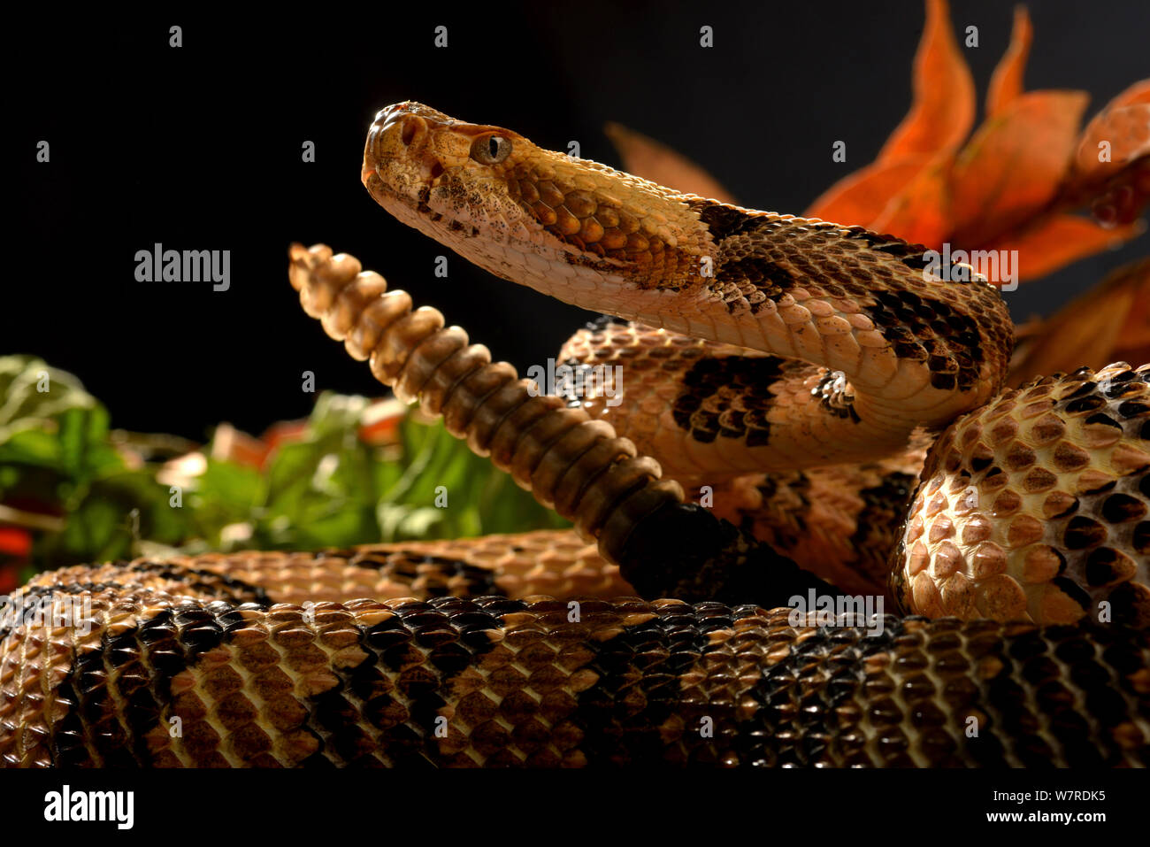 Holz Klapperschlange (Crotalus horridus atricaudatus) vom Osten der USA Stockfoto