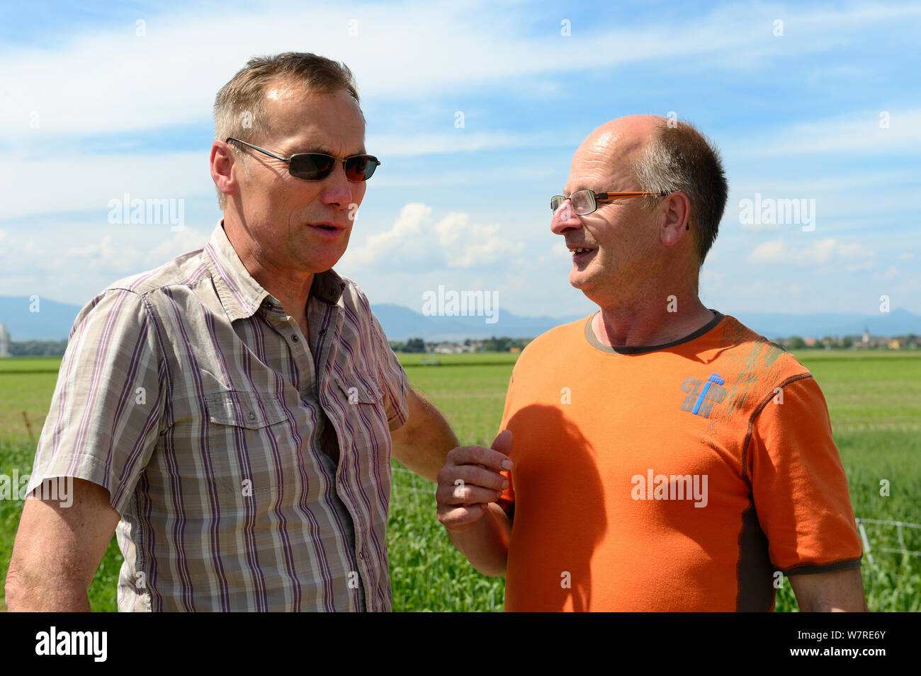 Martin Klipfel, Bürgermeister von Grussenheim und Jean-Paul Burget von Sauvergarde Faune Sauvage/Speichern der Wildlife Association, reden über Lösen der Gemeinsamen Hamster (Cricetus cricetus). Grussenheim, Elsass, Frankreich, Juni 2013 Stockfoto