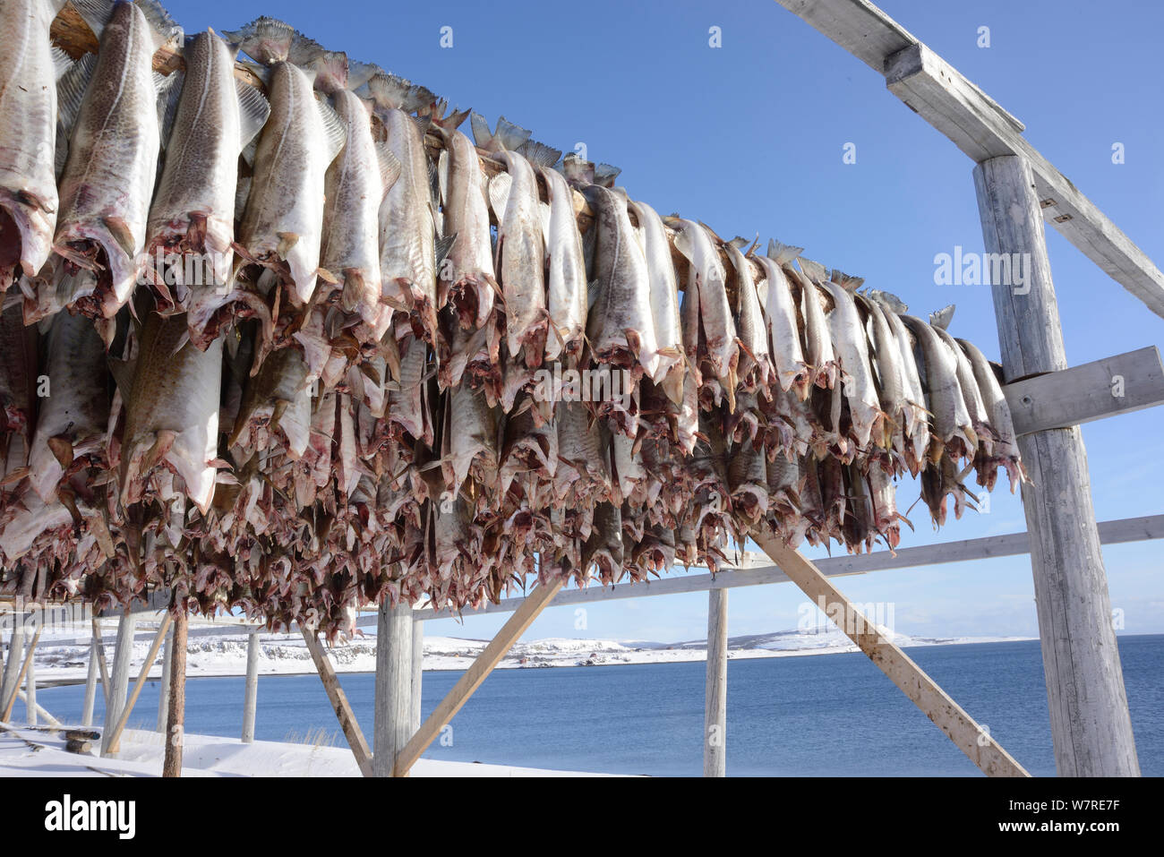 Fische trocknen auf Racks, Varangerfjord, Norwegen, März 2013. Stockfoto
