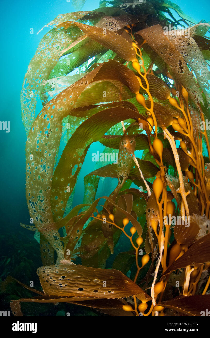 Gas Blasen eines riesigen Kelp (Macrocystis pyrifera Anlage). Fortescue Bay, Tasmanien, Australien. Tasman Sea. Das ist die gleiche Art von Giant kelp, die an der Pazifikküste Nordamerikas weit verbreitet ist. In Australien diese Wälder sind nur in Tasmanien gefunden. Stockfoto