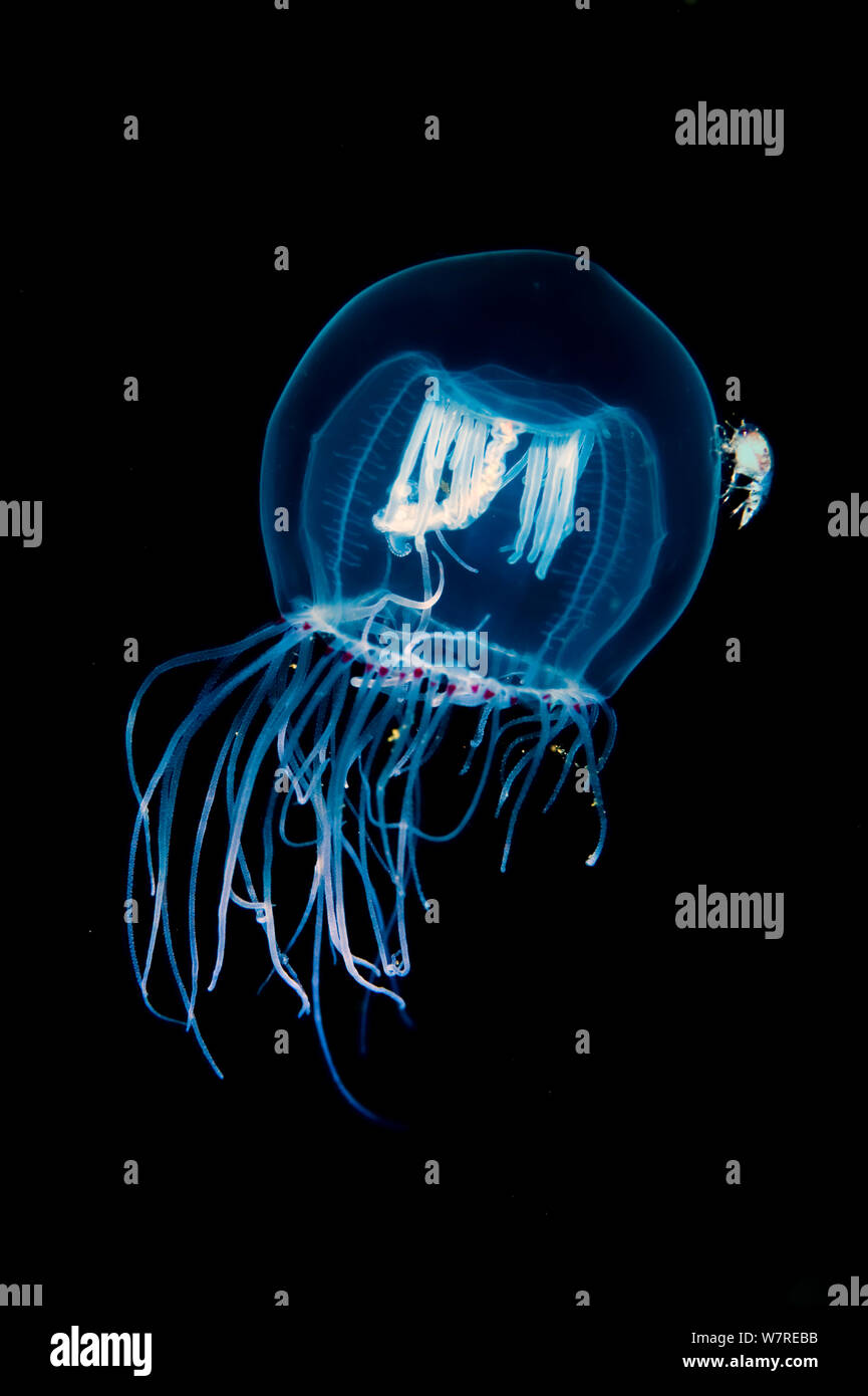 Red Eye Medusa (Polyorchis penicillatus) mit der Fütterung Tentakeln erweiterte planktonischen Beute zu fangen. Beachten Sie, dass die Glocke des jelly hat per Anhalter Flohkrebse (Hyperia medusarum). Browning, Vancouver Island, British Columbia, Kanada. North East Pacific Ocean. Stockfoto