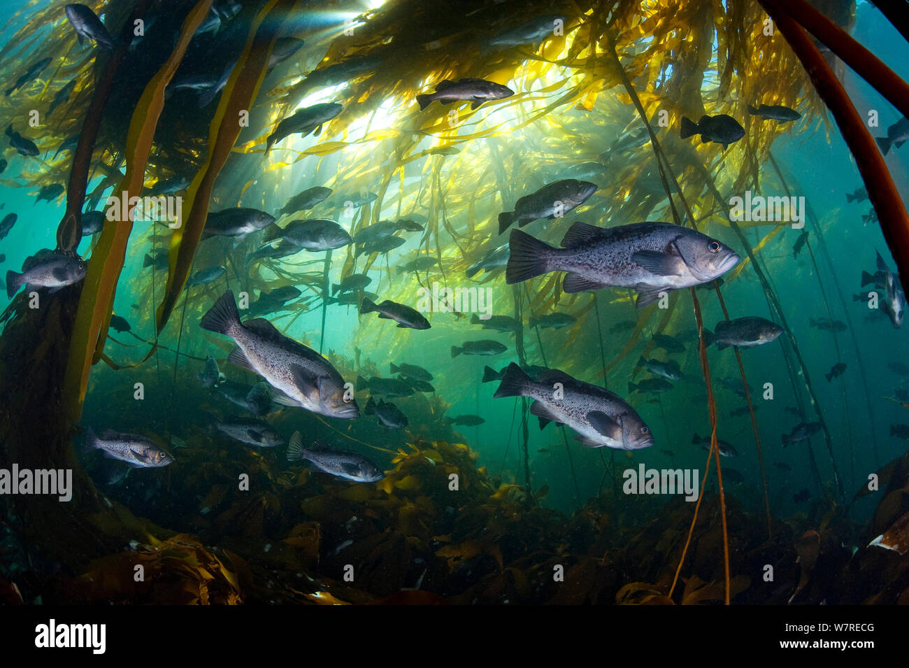 Schwarz rockfish (Sebastes melanops) in Seetang (Nereocystis luetkeana), Browning, Port Hardy, Vancouver Island, British Columbia, Kanada. Stockfoto