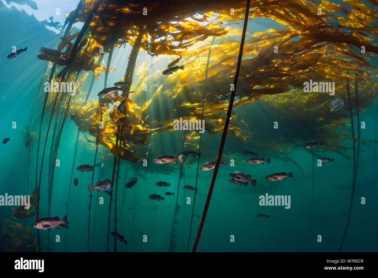 Junge yellowtail Rockfish (Sebastes flavidus) Tierheim unter Seetang (Nereocystis luetkeana). Browning, Vancouver Island, British Columbia, Kanada. North East Pacific Ocean. Stockfoto