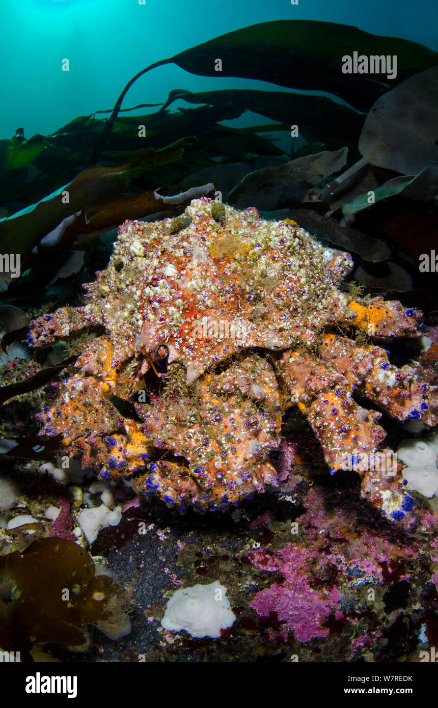 Eine große Puget Sound king crab (Lopholithodes mandtii) 50 cm über in Seetang. Browning, Vancouver Island, British Columbia, Kanada. North East Pacific Ocean. Stockfoto