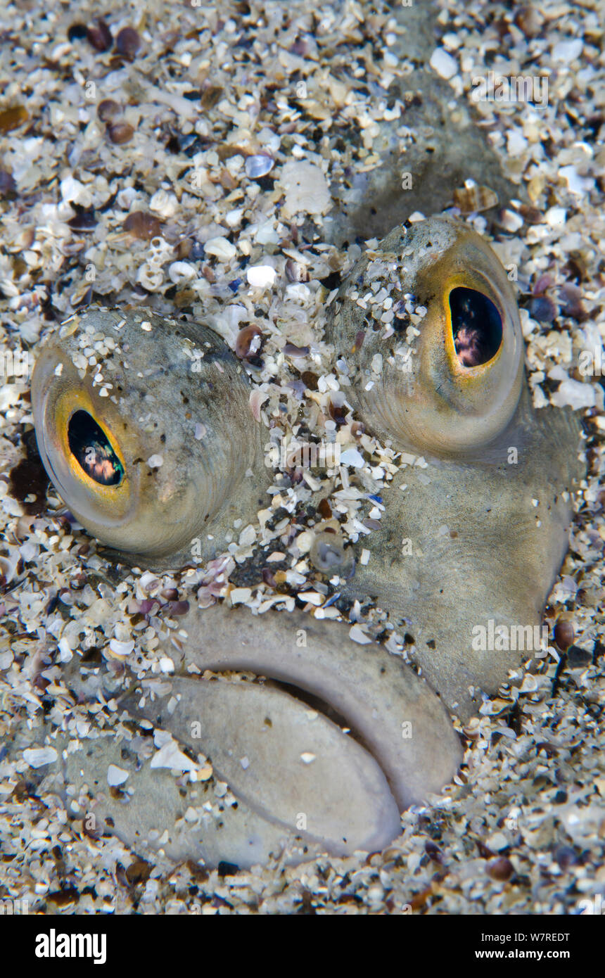Gesicht Porträt der europäischen Flunder (Platichthys flesus) in grobem Sand. Gardur, South West Island. North Atlantic Ocean. Stockfoto