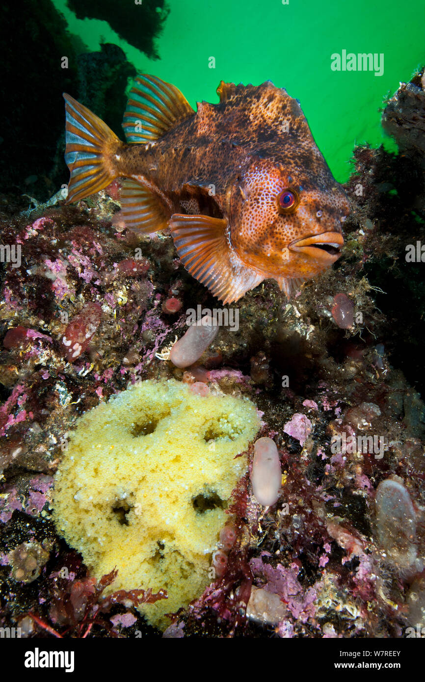 Ein männlicher Lumpsucker (Cyclopterus lumpus) Bewachung sein Gelbes ei Masse. Gulen, Bergen, Norwegen. Nord-ost-Atlantik. Stockfoto