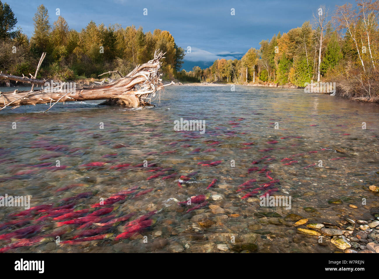 Sockeye Lachse (Oncorhynchus nerka) vor der Migration in ihren Laich River. Adams River, British Columbia, Kanada, Oktober. Stockfoto