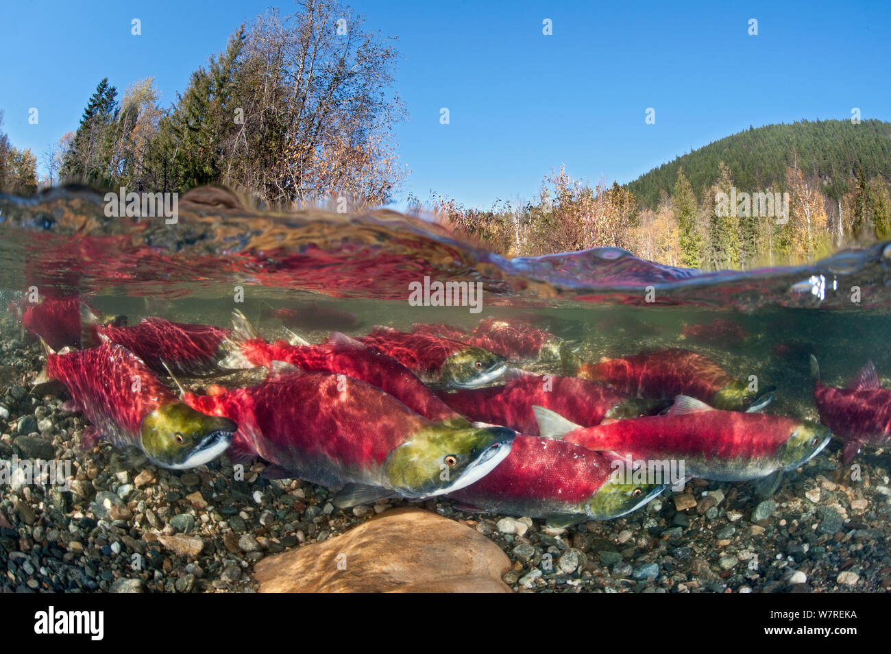 Gruppe von Sockeye Lachs (Oncorhynchus Nerka) in ihren Laich Fluss. Adams River, British Columbia, Kanada, Oktober. Stockfoto