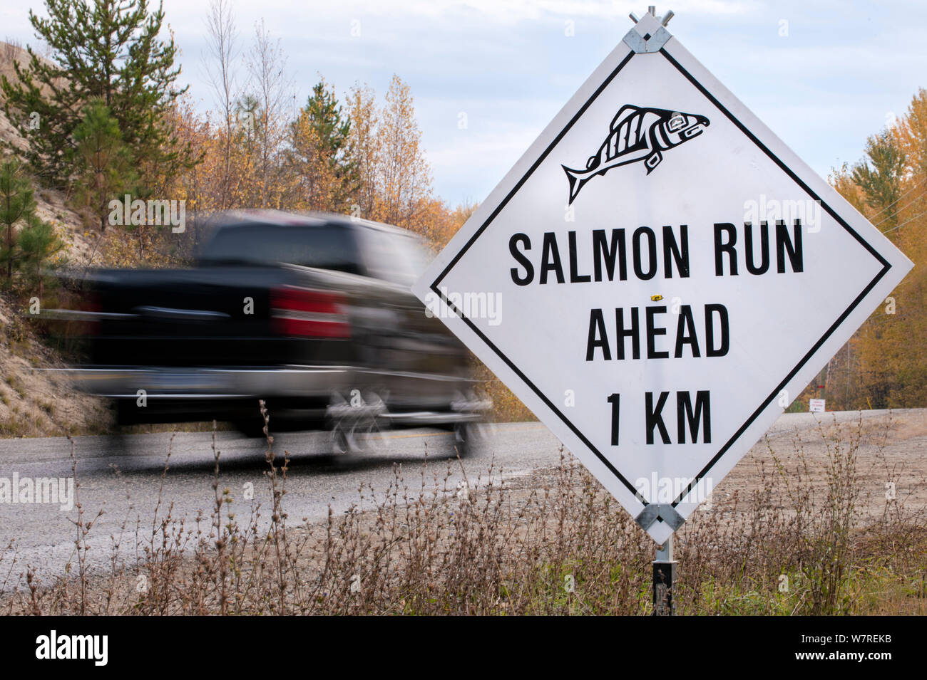 Schild für sockeye Lachse (Oncorhynchus nerka) run Adams River, British Columbia, Kanada, Oktober. Stockfoto