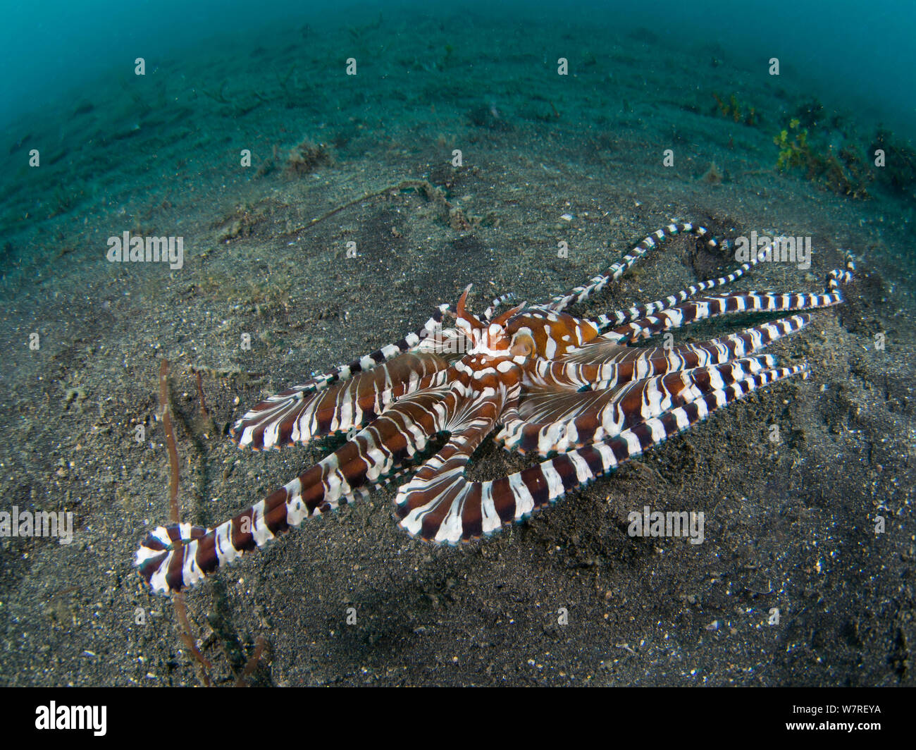 Wunderpus (wonderpus Octopus photogenicus) erkundet den Meeresboden auf der Suche nach Beute. Lembeh Strait, Nord Sulawesi, Indonesien. Molluca Meer Stockfoto