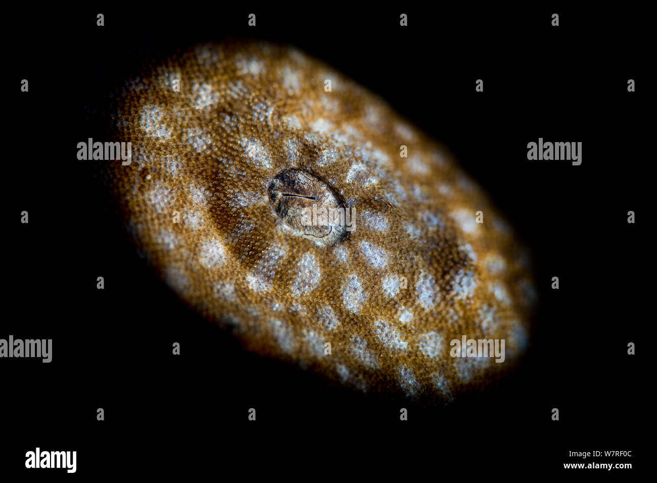 Eine Nahaufnahme des Auges eines Pastellrosafarbene Rispen wobbegong Hai (Eucrossorhinus dasypogon) mit Licht aus einem snoot Röhre beleuchtet, Batanta Island, Raja Ampat, West Papua, Indonesien. Stockfoto