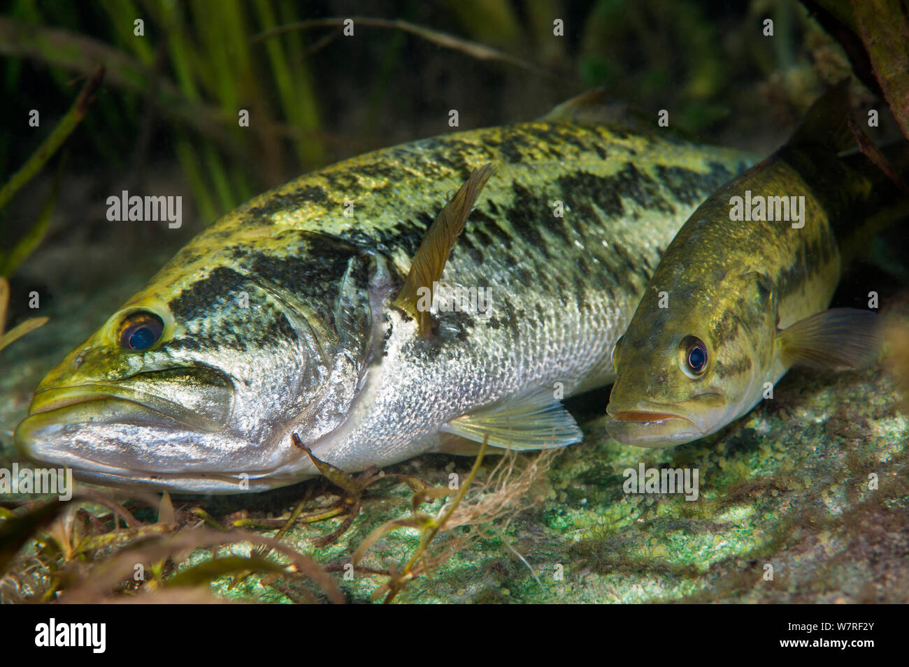 Paar largemouth Bass (Micropterus salmoides) hervorbringen. Die Weibliche (der kleinere Fische) hat gerade ihre Eier, die auf dem Flussbett sichtbar sind freigegeben, während das Männchen (die größeren Fische) auf seiner Seite gemacht hat, um sie zu befruchten. Rainbow River, Florida, Vereinigte Staaten von Amerika. Stockfoto