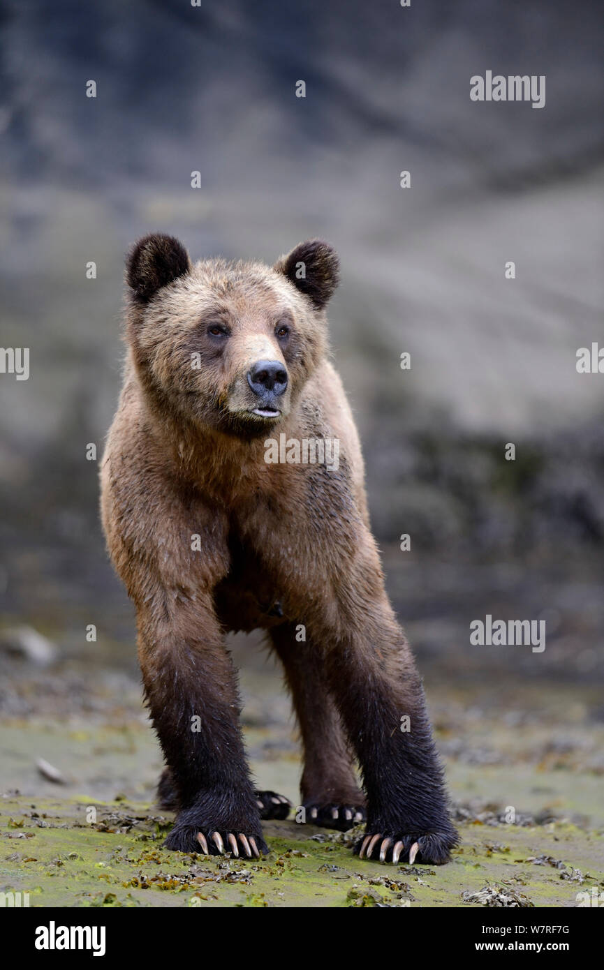 Weibliche Grizzlybär (Ursus arctos Horribilis) Das Khutzeymateen Grizzly Bär Heiligtum, British Columbia, Kanada, Juni. Stockfoto