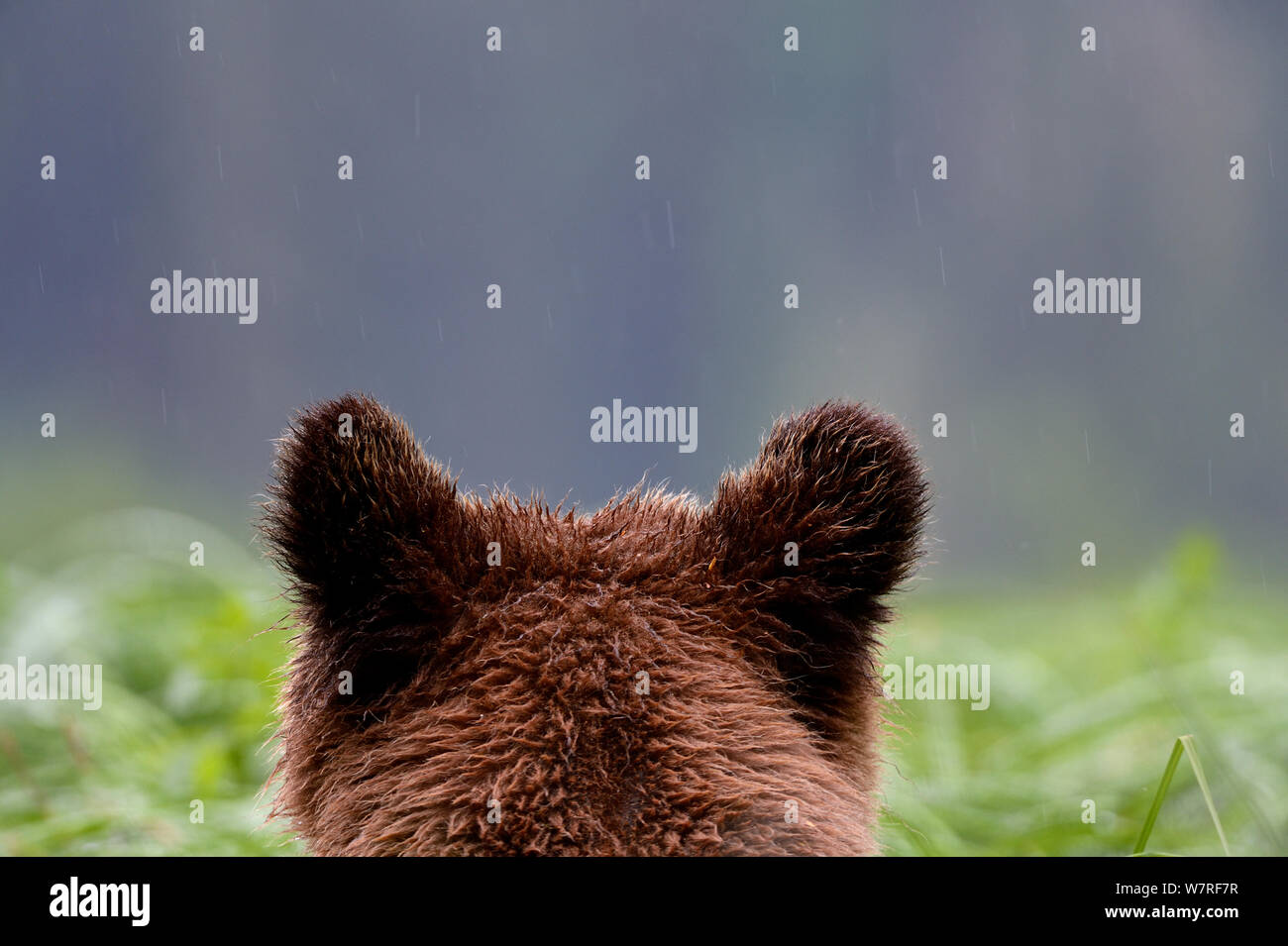 Rückseite der Kopf eines Grizzlybären (Ursus arctos Horribilis) Das Khutzeymateen Grizzly Bär Heiligtum, British Columbia, Kanada, Juni. Stockfoto