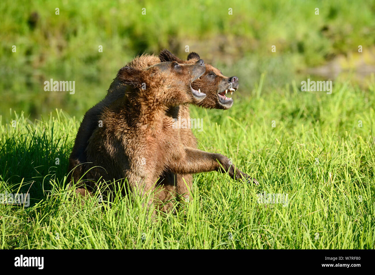 Grizzly Bear Cubs (Ursus Arctos Horribilis) spielen, kämpfen, Khutzeymateen Grizzly Bear Sanctuary, Britisch-Kolumbien, Kanada, Juni. Stockfoto