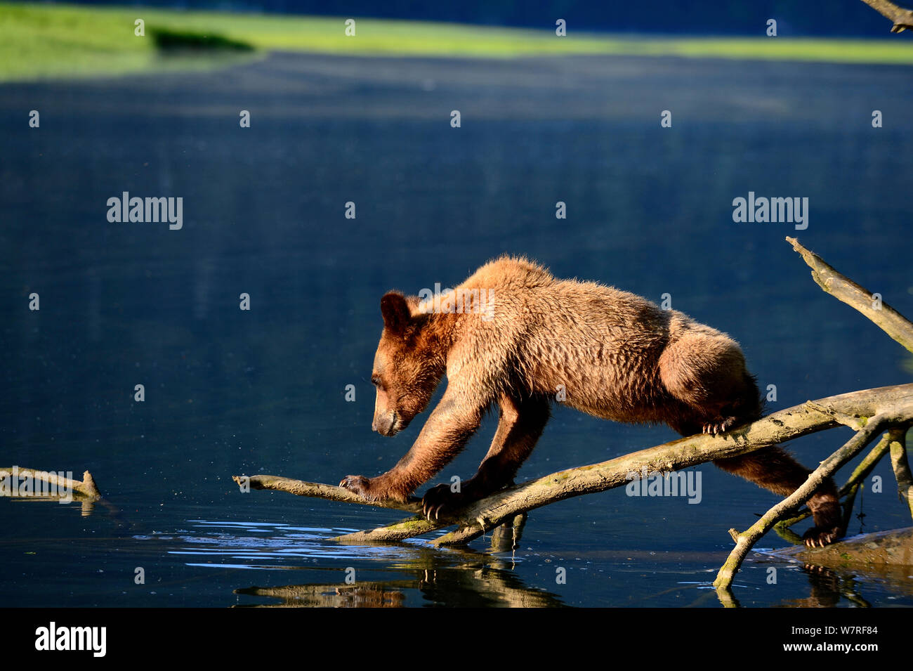 Grizzly Bear Cub spielen auf ein Protokoll über das Wasser (Ursus arctos Horribilis) Das Khutzeymateen Grizzly Bär Heiligtum, British Columbia, Kanada, Juni. Stockfoto