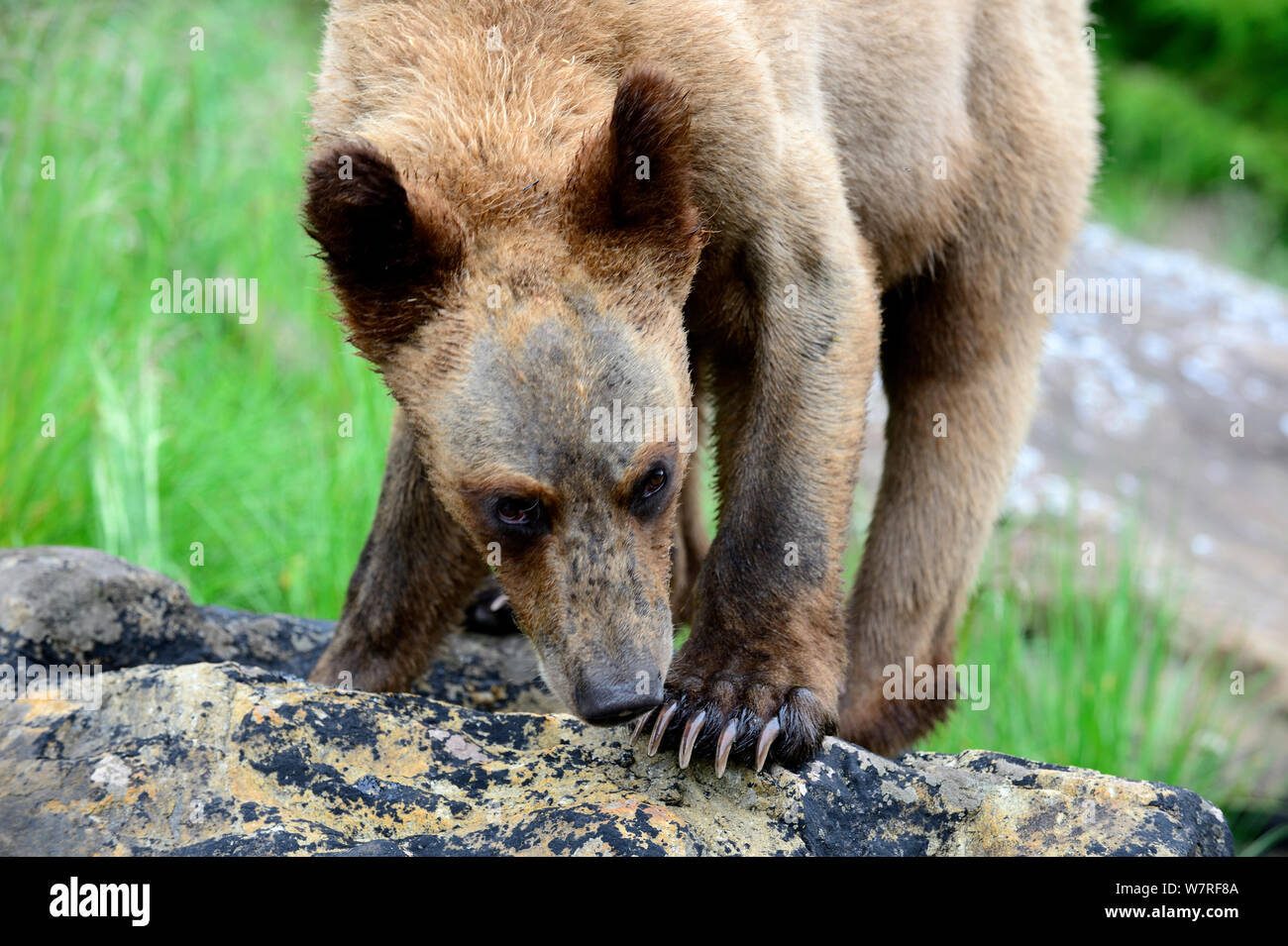 Grizzly Bear Cub (Ursus arctos Horribilis) Das Khutzeymateen Grizzly Bär Heiligtum, British Columbia, Kanada, Juni. Stockfoto
