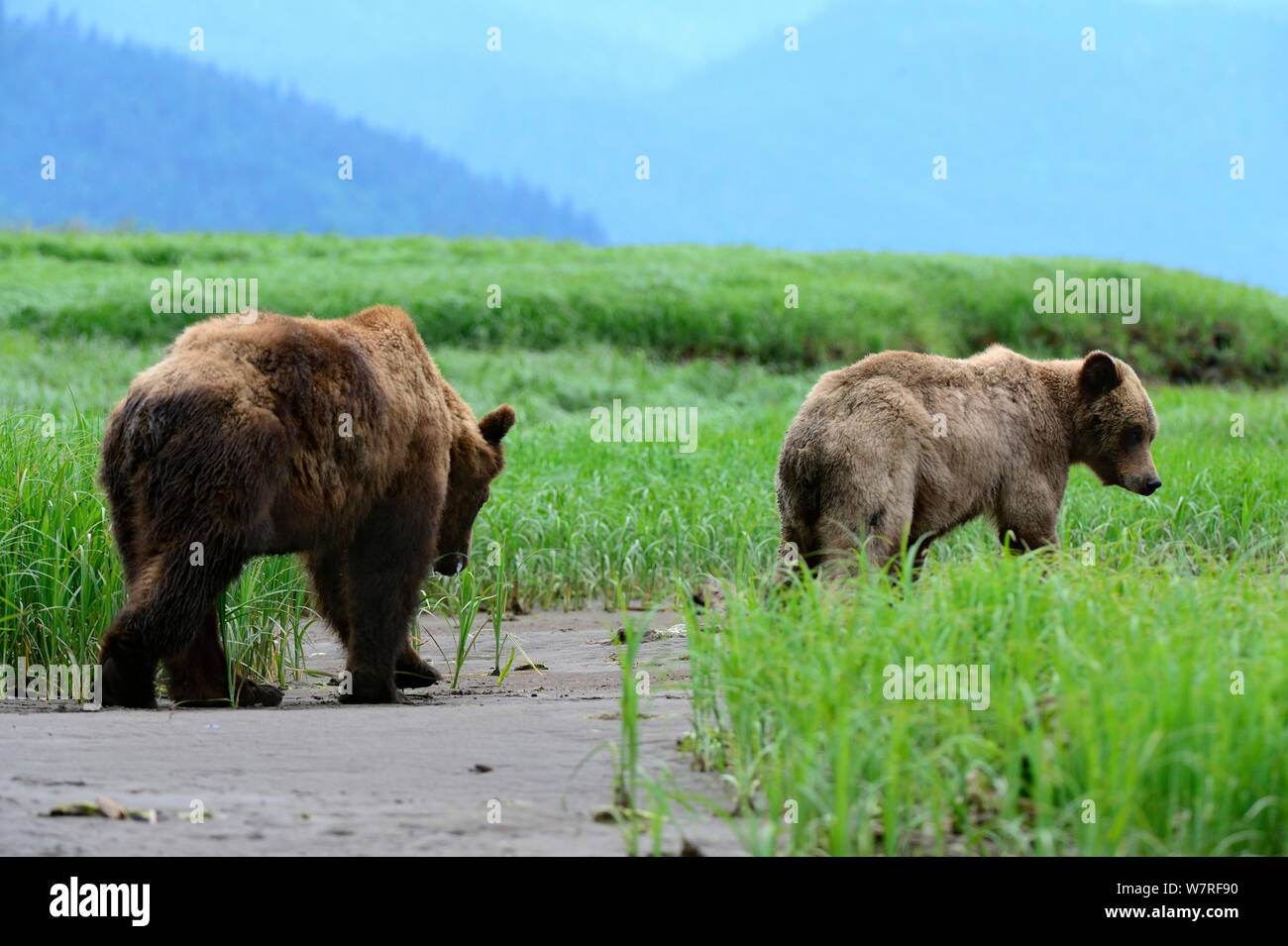 Männliche und weibliche Grizzly bear Balz (Ursus Arctos Horribilis) Khutzeymateen Grizzly Bear Sanctuary, British Columbia, Kanada, Juni. Stockfoto